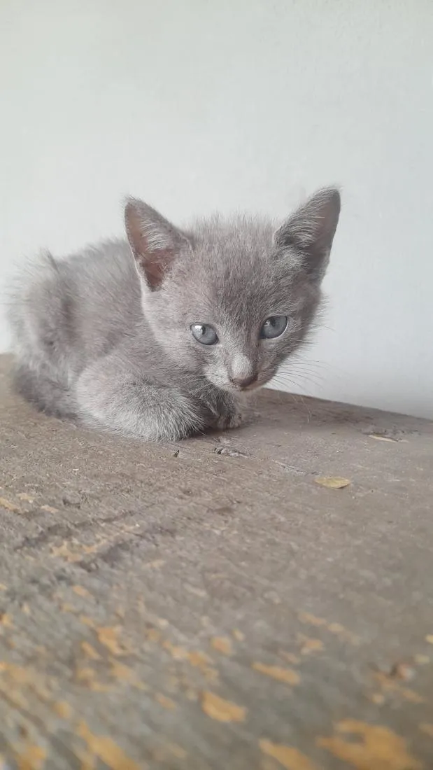 Gato raça SRD-ViraLata idade 2 a 6 meses nome sem nome