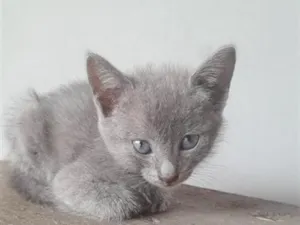 Gato raça SRD-ViraLata idade 2 a 6 meses nome sem nome