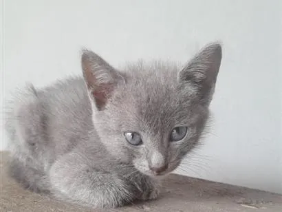 Gato raça SRD-ViraLata idade 2 a 6 meses nome sem nome