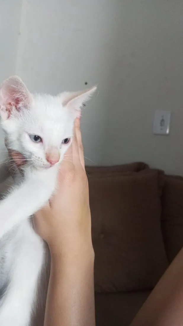 Gato raça SRD-ViraLata idade 2 a 6 meses nome Não tem nome ainda.