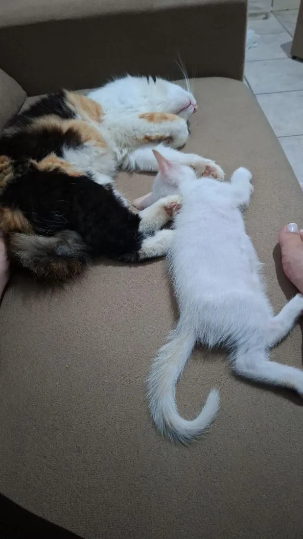 Gato raça SRD-ViraLata idade 2 a 6 meses nome Não tem nome ainda.