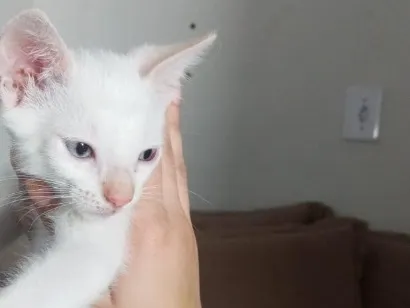 Gato raça SRD-ViraLata idade 2 a 6 meses nome Não tem nome ainda.