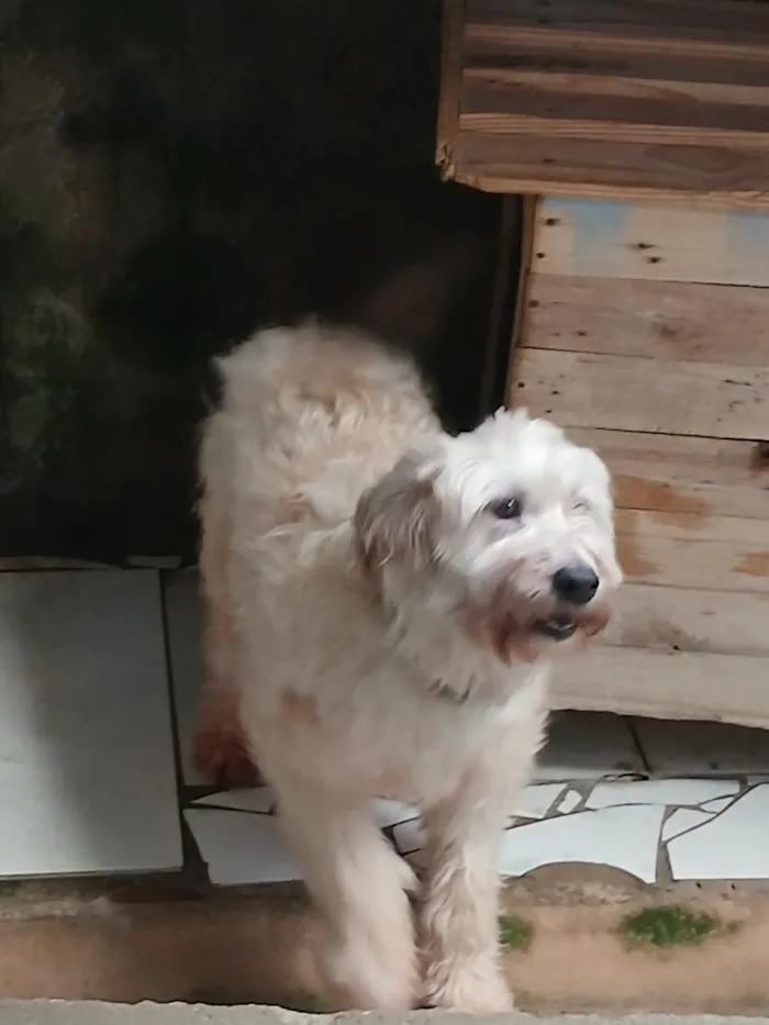 Cachorro raça Lhasa Apso idade 4 anos nome Nina