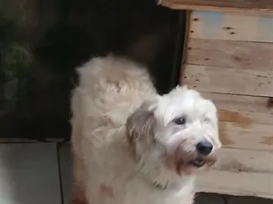 Cachorro raça Lhasa Apso idade 4 anos nome Nina