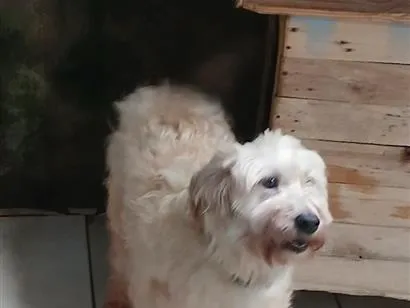 Cachorro raça Lhasa Apso idade 4 anos nome Nina