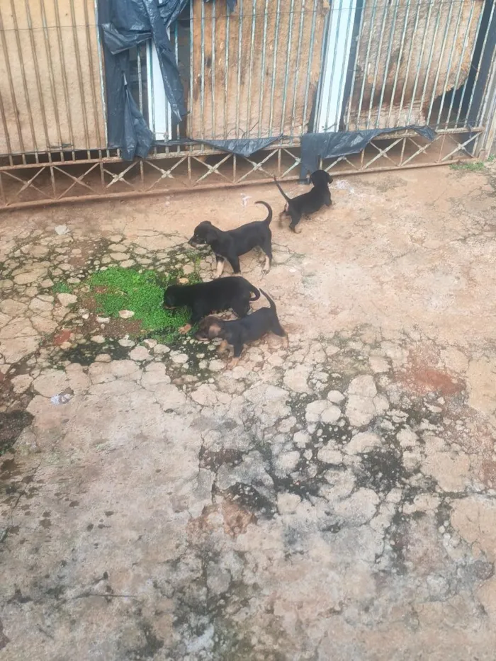 Cachorro raça SRD-ViraLata idade Abaixo de 2 meses nome Não tem nome nenhum deles ainda