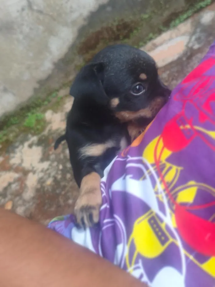 Cachorro raça SRD-ViraLata idade Abaixo de 2 meses nome Não tem nome nenhum deles ainda