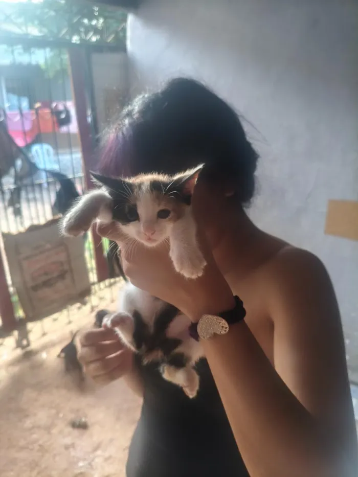 Cachorro raça SRD-ViraLata idade Abaixo de 2 meses nome Não tem nome nenhum deles ainda