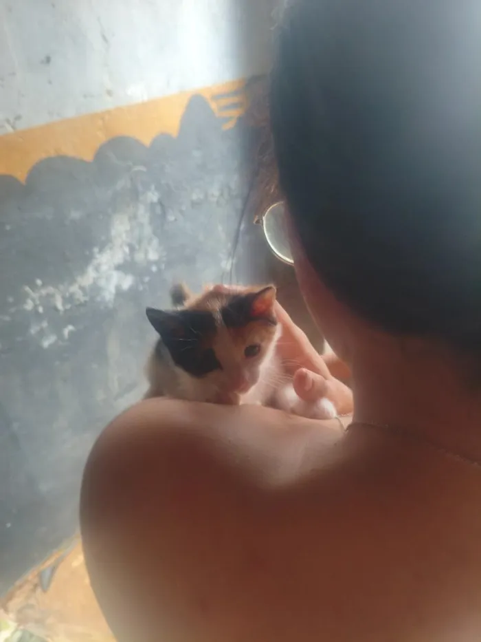 Cachorro raça SRD-ViraLata idade Abaixo de 2 meses nome Não tem nome nenhum deles ainda