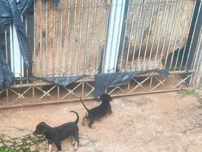 Cachorro raça SRD-ViraLata idade Abaixo de 2 meses nome Não tem nome nenhum deles ainda