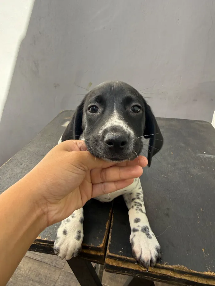 Cachorro raça SRD-ViraLata idade 2 a 6 meses nome Pretinha
