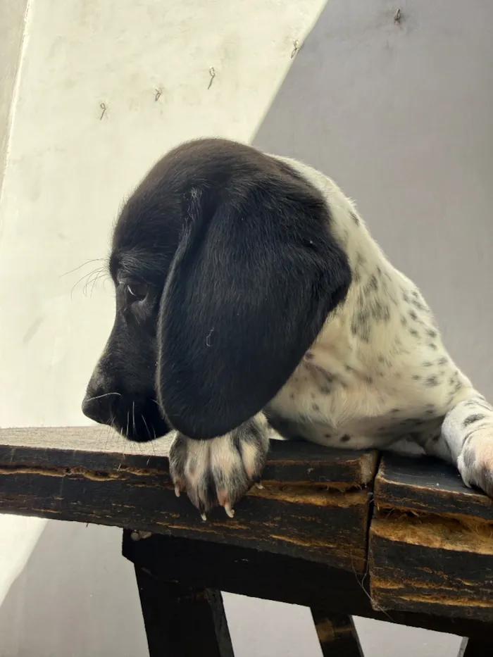 Cachorro raça SRD-ViraLata idade 2 a 6 meses nome Pretinha