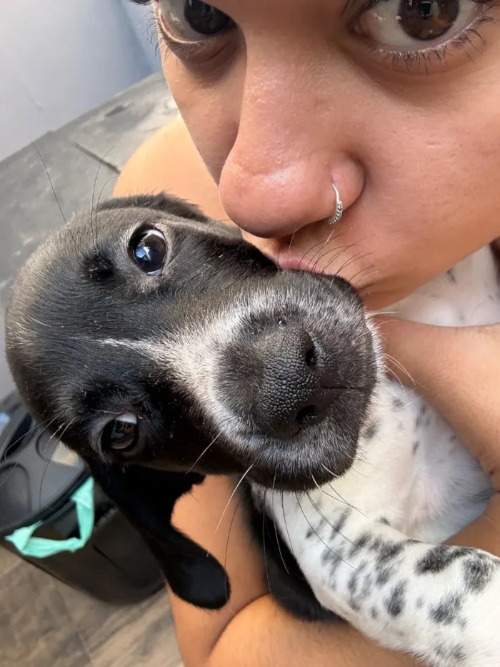 Cachorro raça SRD-ViraLata idade 2 a 6 meses nome Pretinha