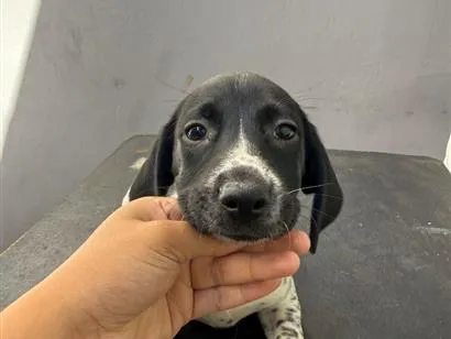 Cachorro raça SRD-ViraLata idade 2 a 6 meses nome Pretinha