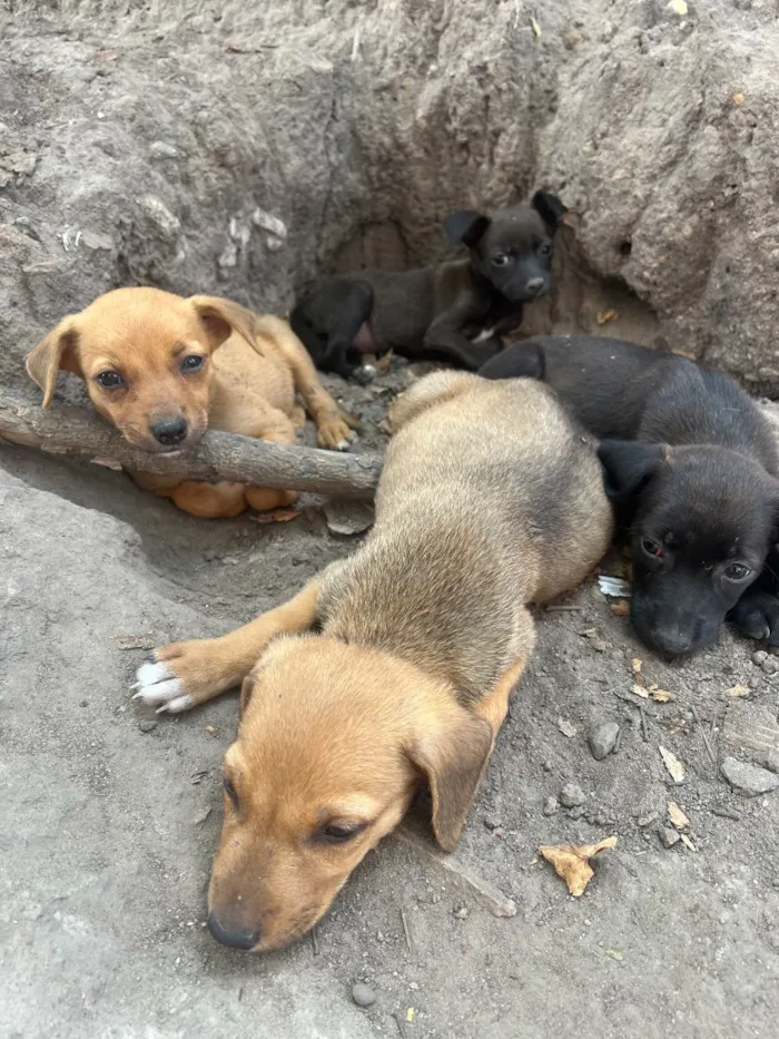 Cachorro raça SRD-ViraLata idade 2 a 6 meses nome ..