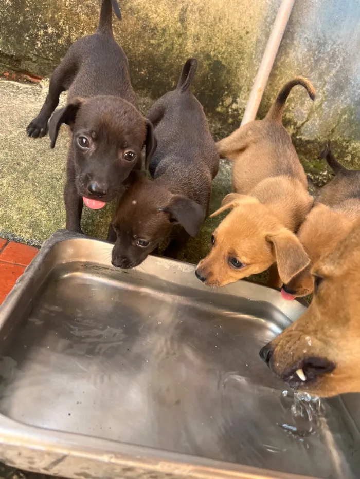 Cachorro raça SRD-ViraLata idade 2 a 6 meses nome ..