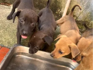 Cachorro raça SRD-ViraLata idade 2 a 6 meses nome ..