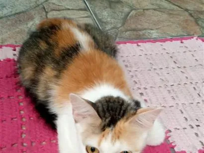 Gato raça SRD-ViraLata idade 1 ano nome Nina