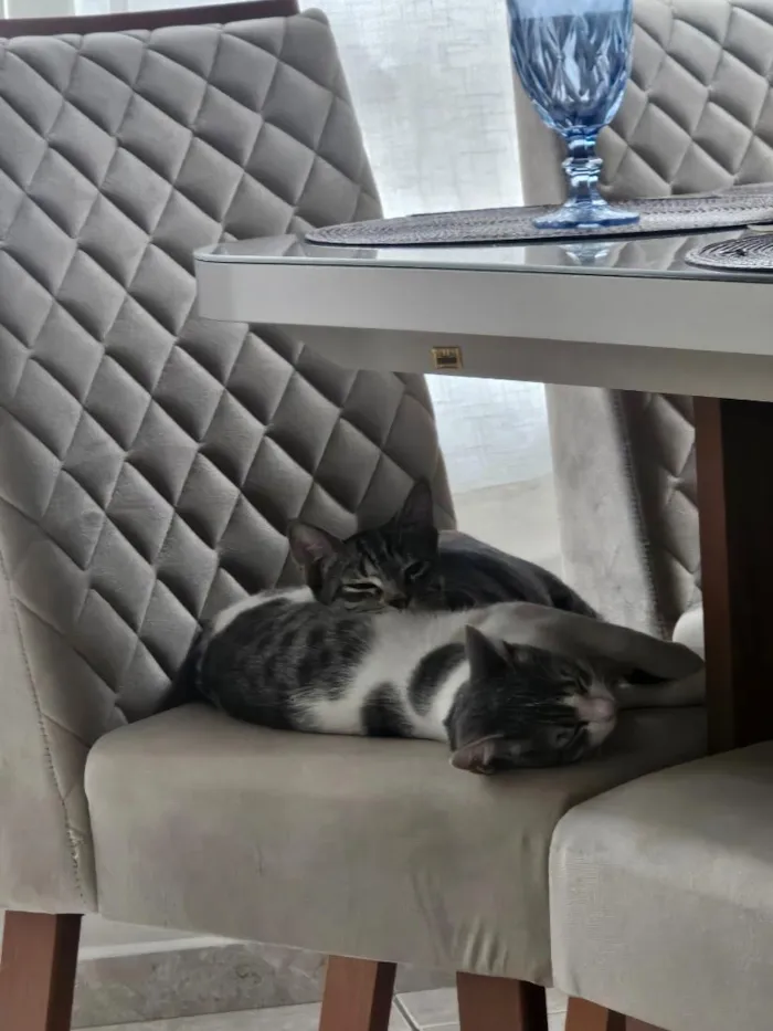 Gato raça SRD-ViraLata idade 7 a 11 meses nome Artemis (rajada) e Atena (branca com cinza)