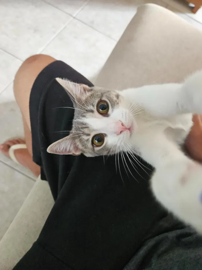 Gato raça SRD-ViraLata idade 7 a 11 meses nome Artemis (rajada) e Atena (branca com cinza)