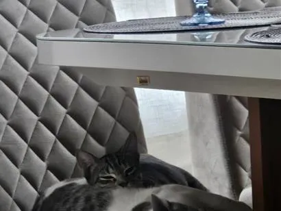 Gato raça SRD-ViraLata idade 7 a 11 meses nome Artemis (rajada) e Atena (branca com cinza)