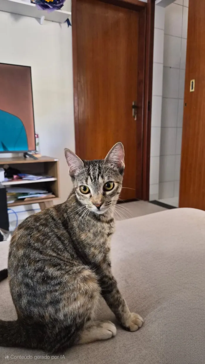 Gato raça SRD-ViraLata idade 7 a 11 meses nome Artemis (rajada) e Atena (branca com cinza)