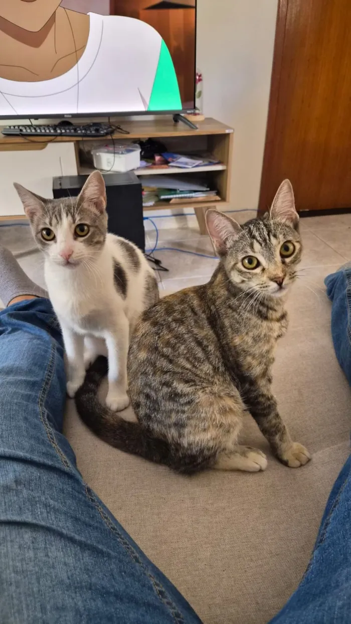 Gato raça SRD-ViraLata idade 7 a 11 meses nome Artemis (rajada) e Atena (branca com cinza)