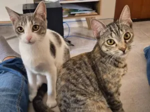 Gato raça SRD-ViraLata idade 7 a 11 meses nome Artemis (rajada) e Atena (branca com cinza)