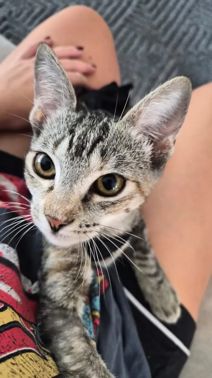Gato raça SRD-ViraLata idade 7 a 11 meses nome Artemis (rajada) e Atena (branca com cinza)