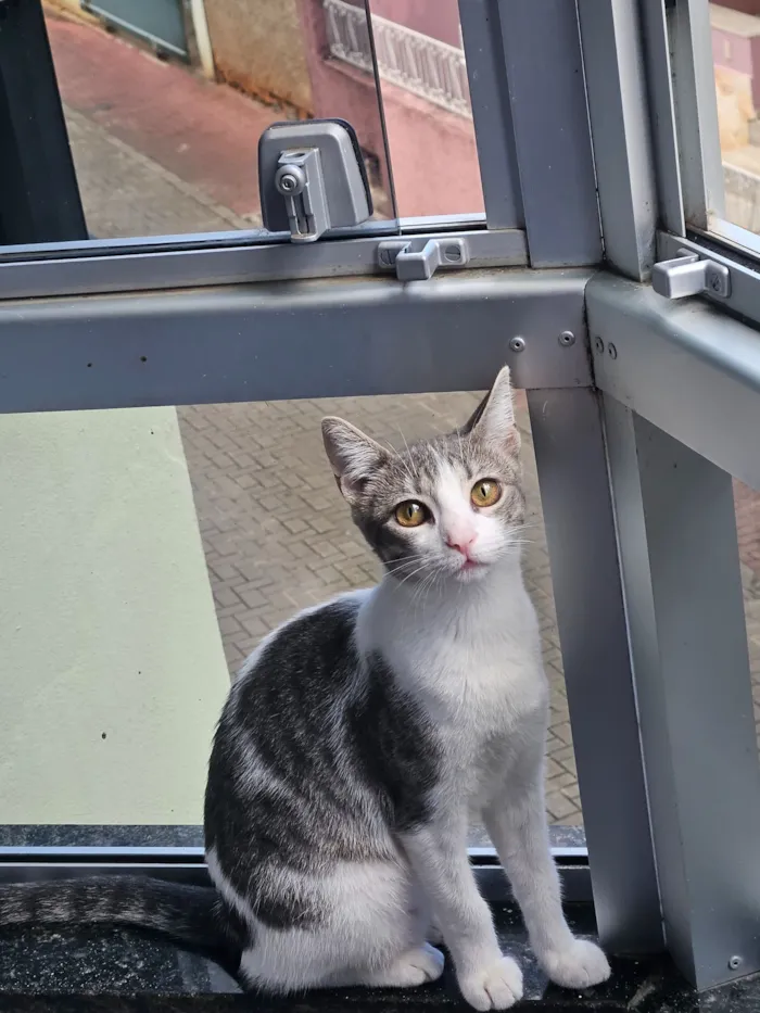 Gato raça SRD-ViraLata idade 7 a 11 meses nome Artemis (rajada) e Atena (branca com cinza)