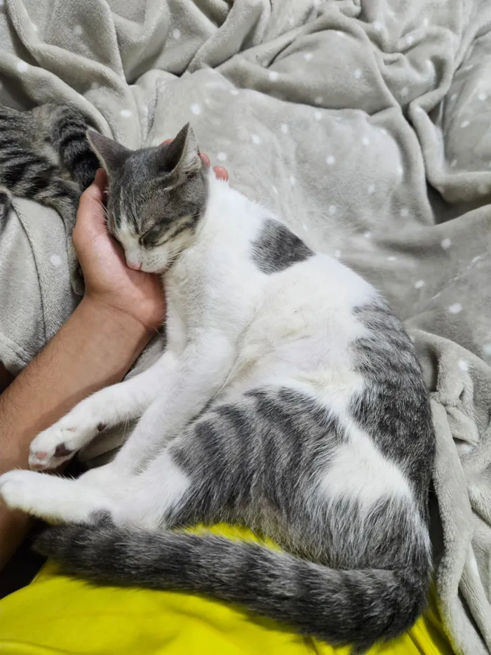 Gato raça SRD-ViraLata idade 7 a 11 meses nome Artemis (rajada) e Atena (branca com cinza)