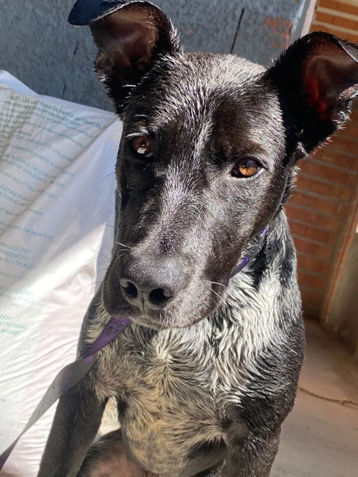 Cachorro raça SRD-ViraLata idade 7 a 11 meses nome Max