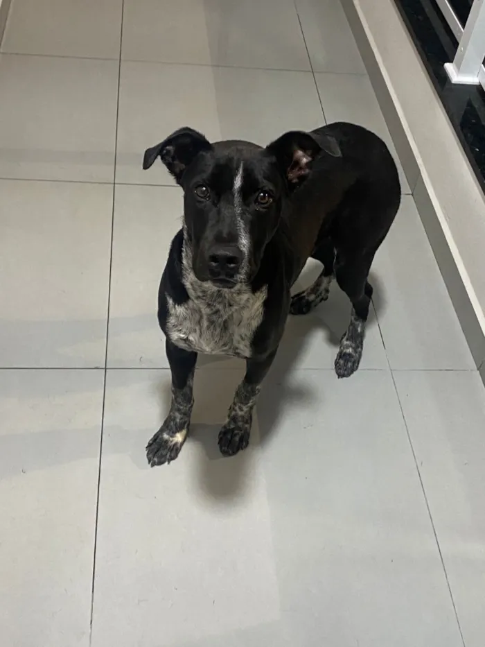Cachorro raça SRD-ViraLata idade 7 a 11 meses nome Max