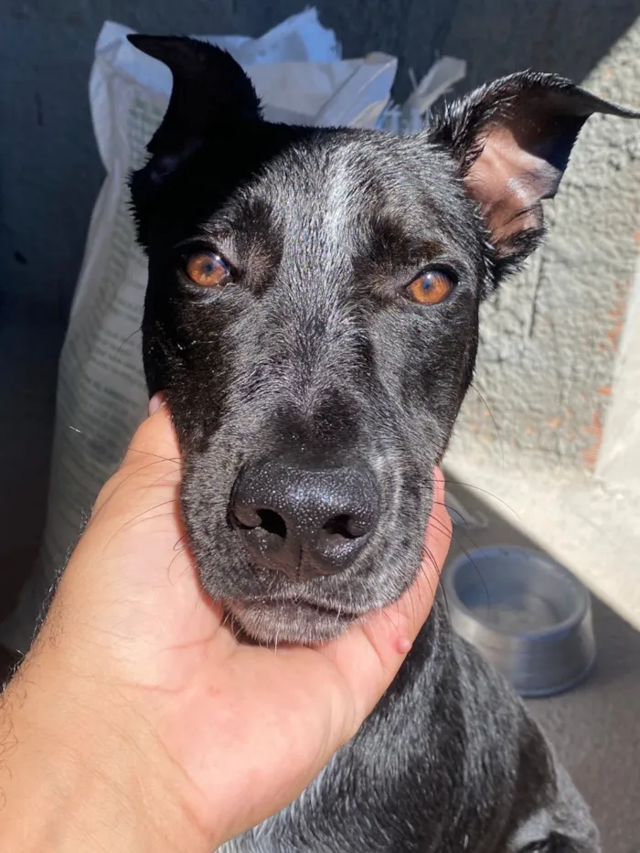 Cachorro raça SRD-ViraLata idade 7 a 11 meses nome Max