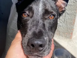 Cachorro raça SRD-ViraLata idade 7 a 11 meses nome Max