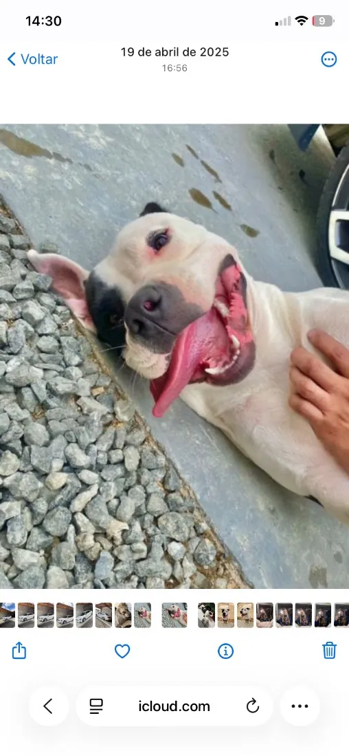 Cachorro raça SRD-ViraLata idade 2 anos nome Venom