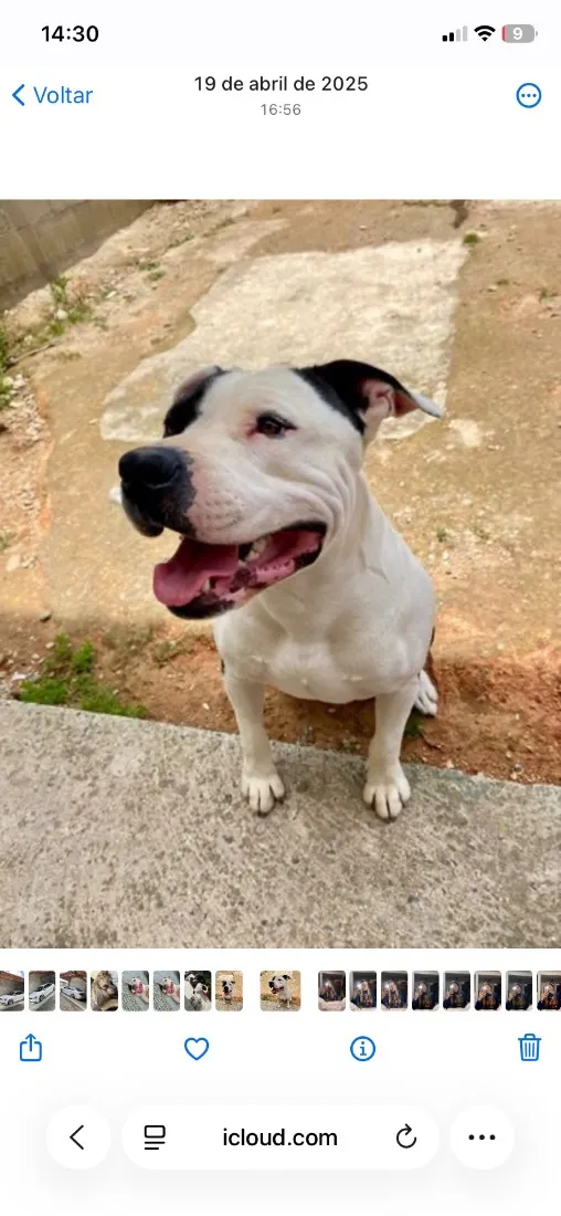 Cachorro raça SRD-ViraLata idade 2 anos nome Venom