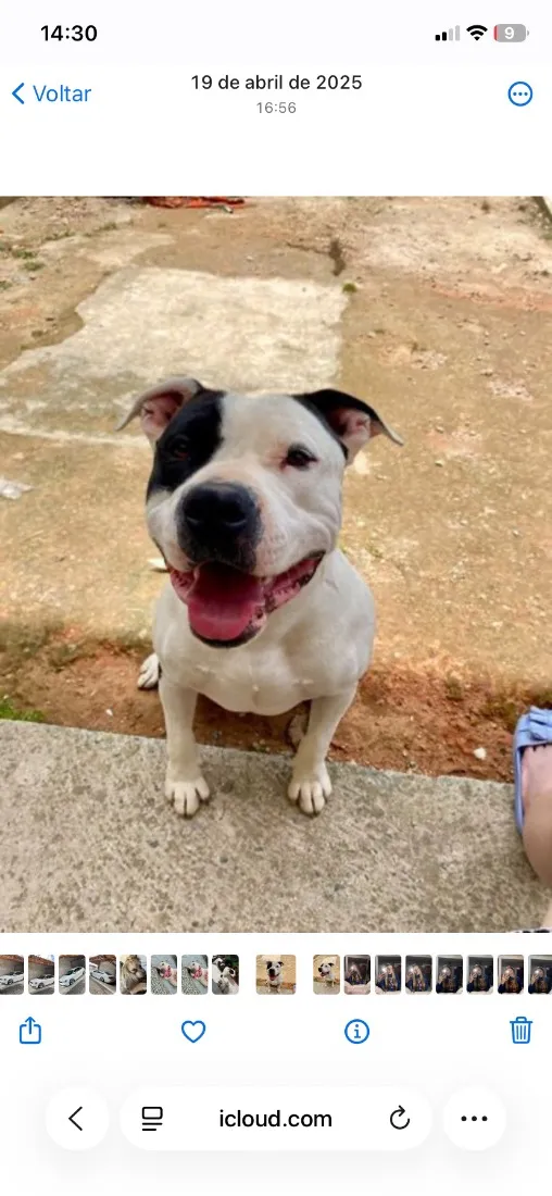 Cachorro raça SRD-ViraLata idade 2 anos nome Venom