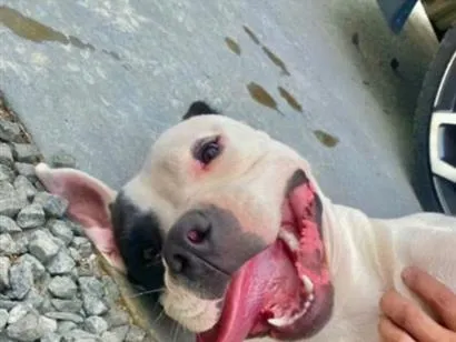 Cachorro raça SRD-ViraLata idade 2 anos nome Venom