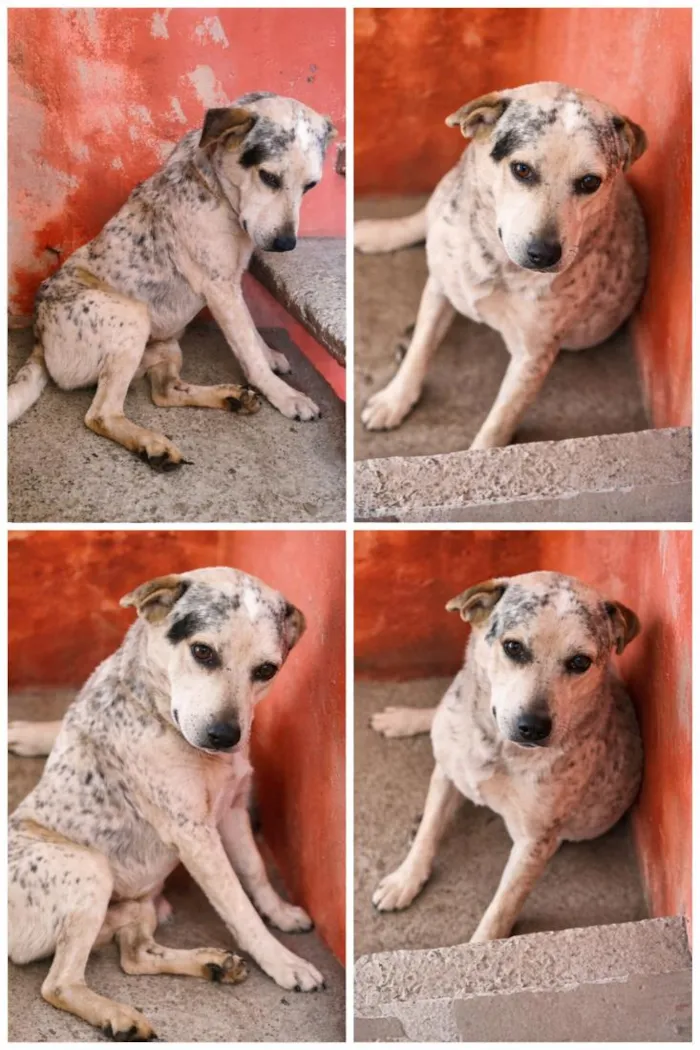 Cachorro raça Pit-Bull idade 2 a 6 meses nome valentin