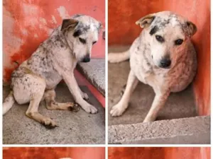 Cachorro raça Pit-Bull idade 2 a 6 meses nome valentin