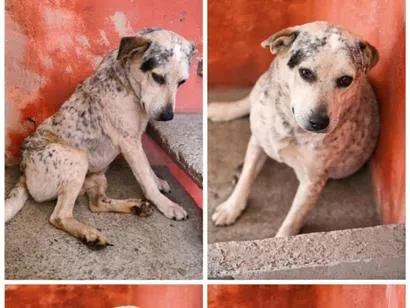 Cachorro raça Pit-Bull idade 2 a 6 meses nome valentin