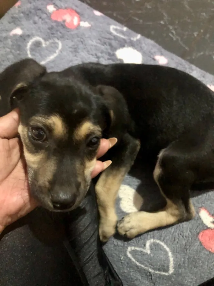 Cachorro raça SRD-ViraLata idade 2 a 6 meses nome Não tem nome