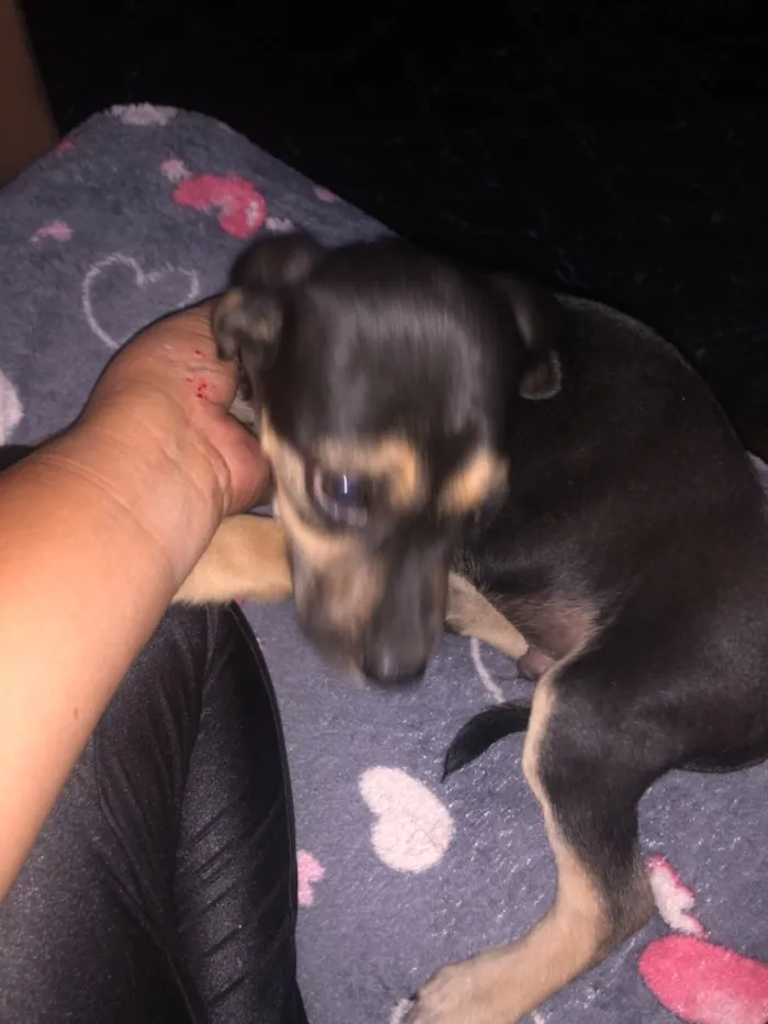 Cachorro raça SRD-ViraLata idade 2 a 6 meses nome Não tem nome