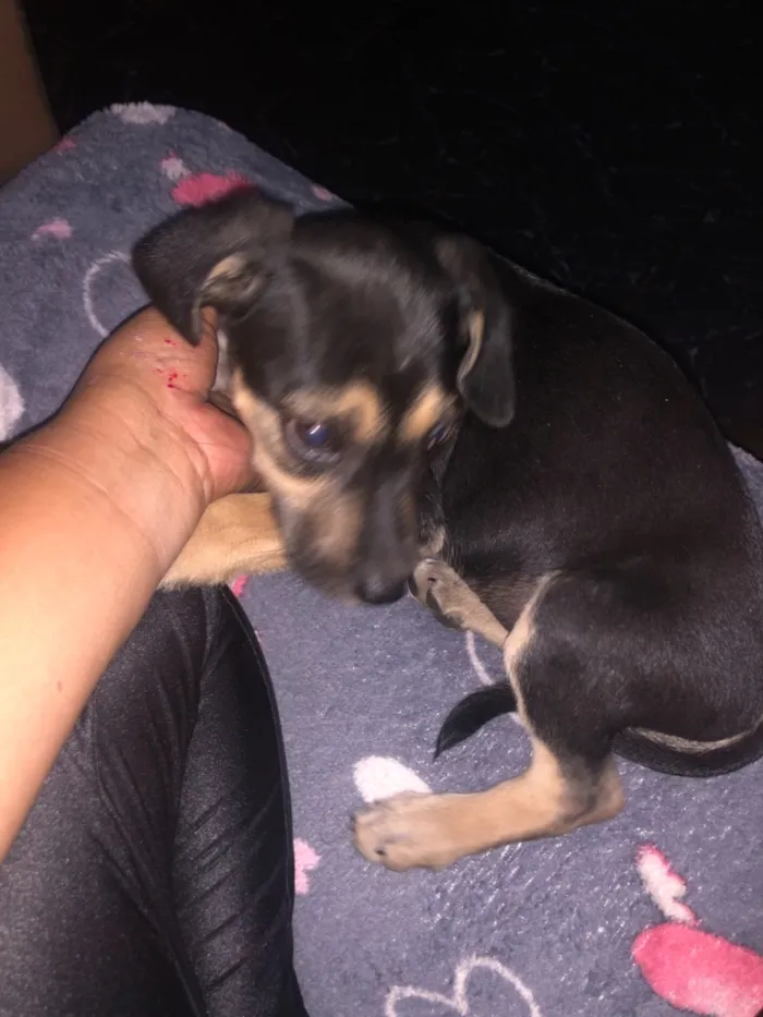 Cachorro raça SRD-ViraLata idade 2 a 6 meses nome Não tem nome