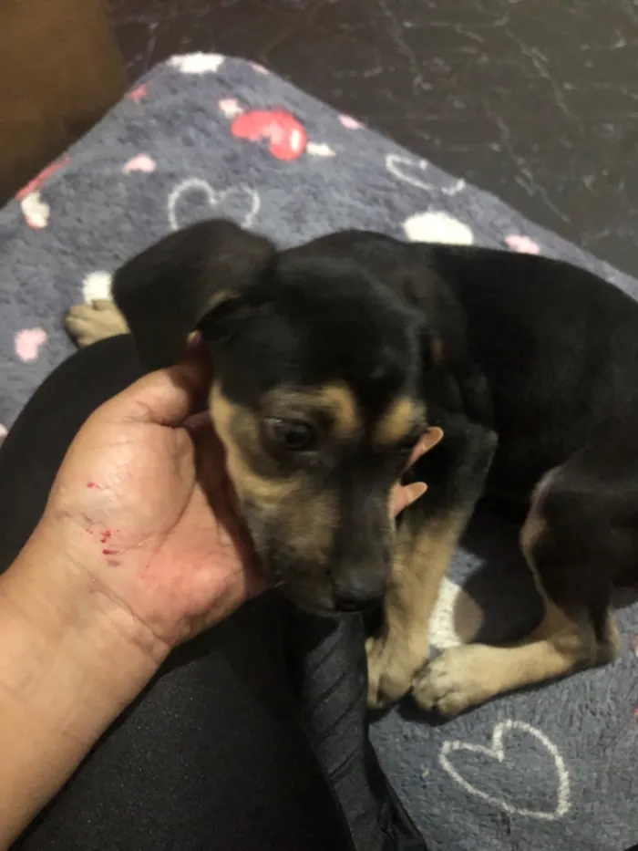 Cachorro raça SRD-ViraLata idade 2 a 6 meses nome Não tem nome