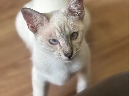 Gato raça SRD-ViraLata idade 2 a 6 meses nome Zyra 