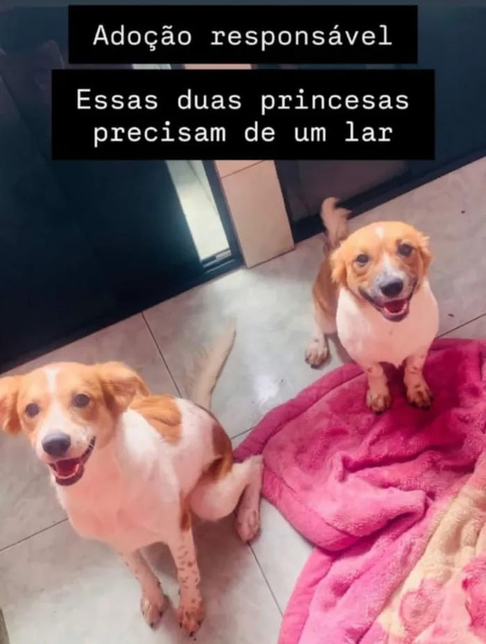 Cachorro raça SRD-ViraLata idade 1 ano nome Shakira e Dandara