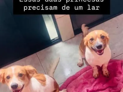 Cachorro raça SRD-ViraLata idade 1 ano nome Shakira e Dandara