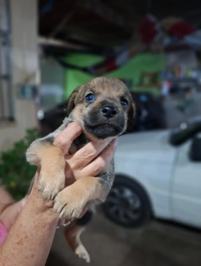 Cachorro raça SRD-ViraLata idade Abaixo de 2 meses nome Sem nome